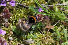 Wiese-Hummel-119.jpg